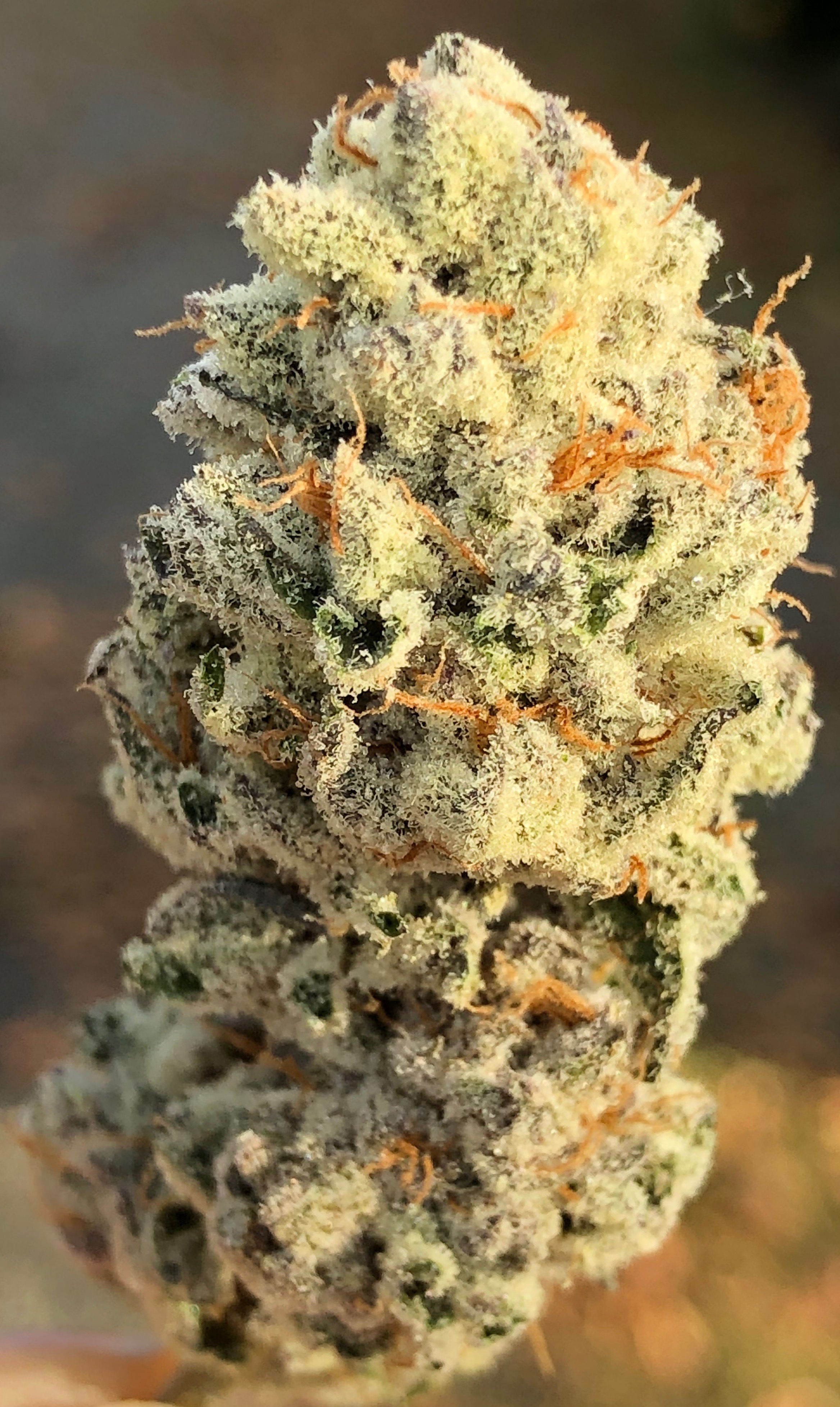 Tier 2 Cannabis Producer on Expandable 36 Acres 